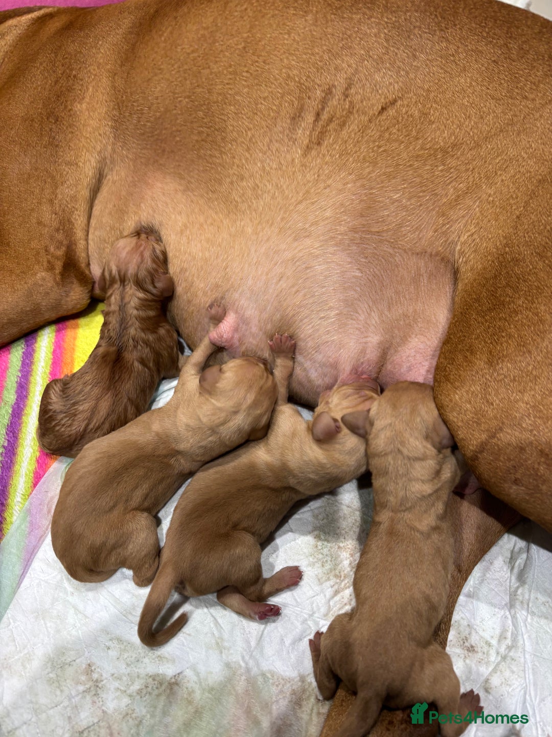 Hungarian Vizsla dogs for sale: Litter expected - Advert 7