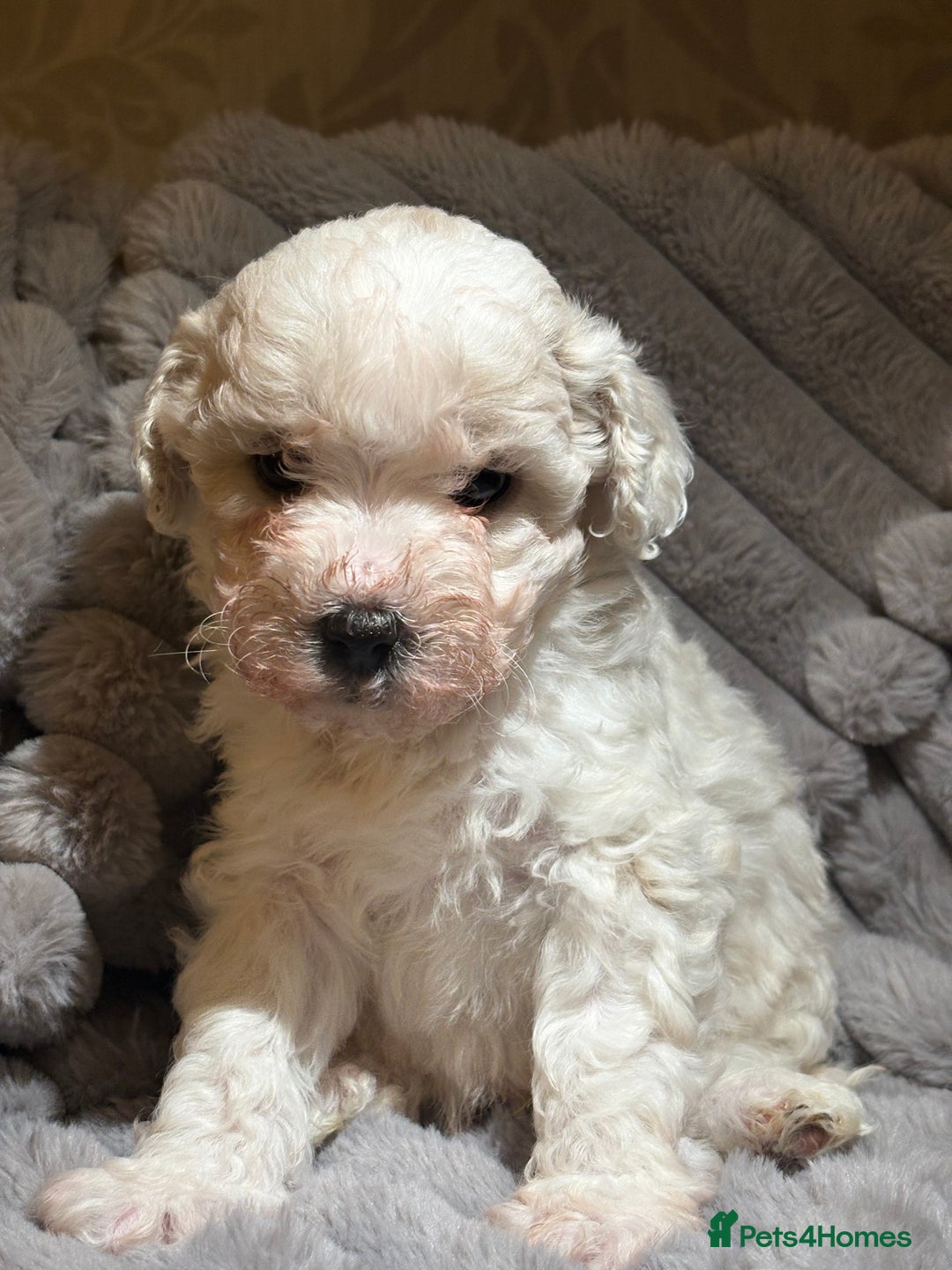 Shihpoo dogs for sale: Shihpoos for sale   - Advert 24