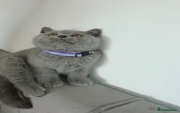 British Shorthair cats for sale: Blue British Shorthair 🐈‍⬛ - Image 8