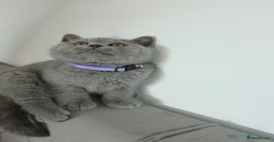 British Shorthair cats - Advert 7