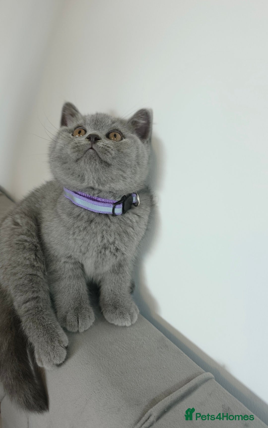 British Shorthair cats for sale: Blue British Shorthair 🐈‍⬛ - Image 8