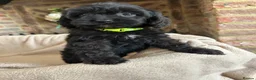 Cavapoo dogs for sale: Adorable Cavapoo puppies  - Advert 13