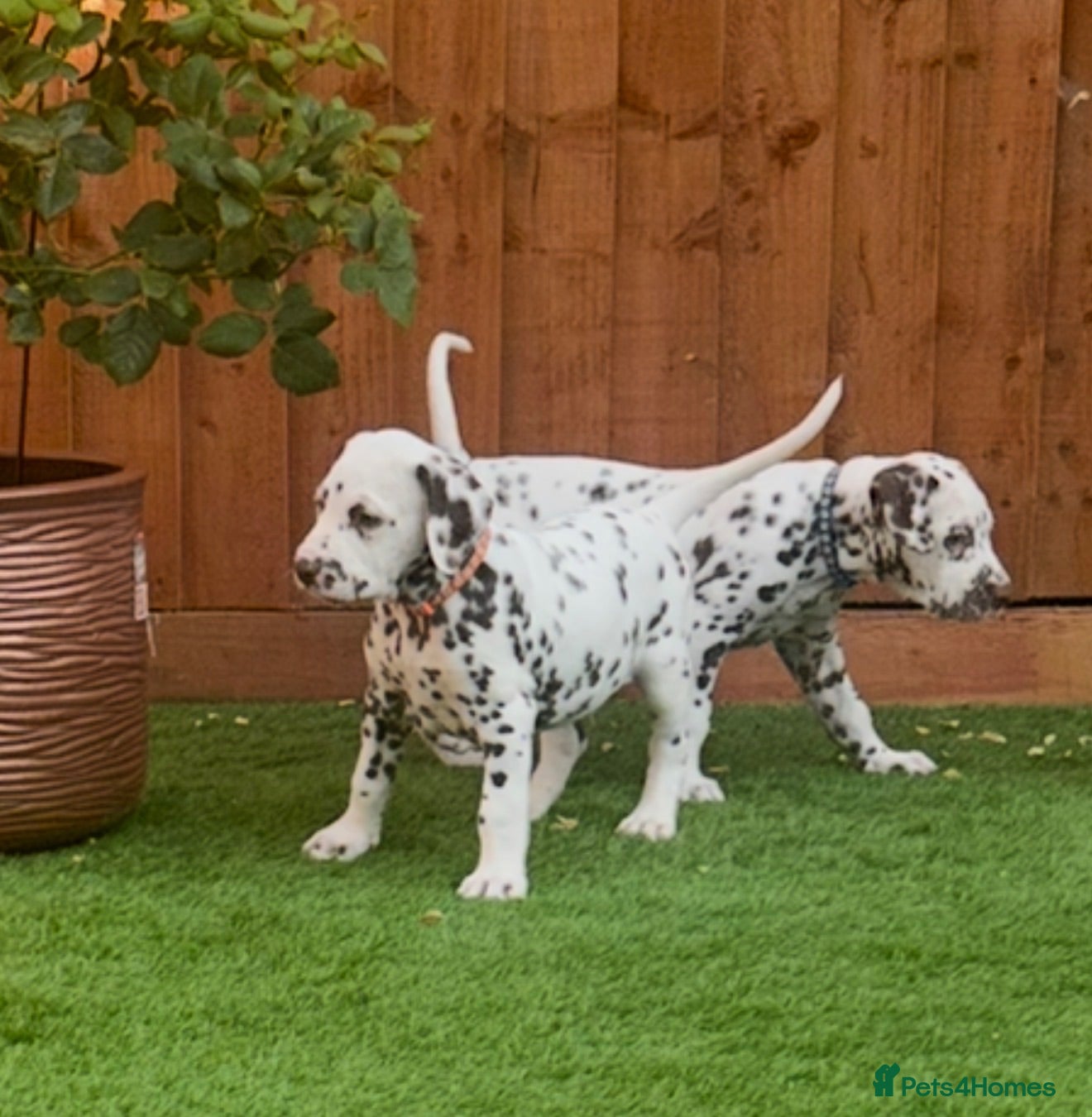 Dalmatian dogs READY NOW just 3 boys remaining  - Advert 4