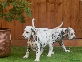 Dalmatian dogs READY NOW just 3 boys remaining - Advert 4