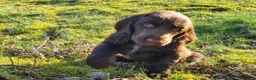 Field Spaniel dogs for sale: F2 Field Pups Cute & Ready for Their New Families  in Dover - Advert 9