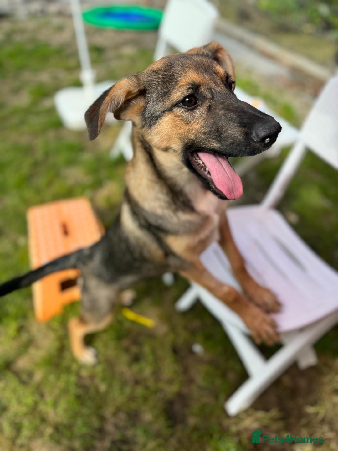 Mixed Breed dogs for adoption: BIBY, a Lovely young girl - for a Loving Home - Advert 15