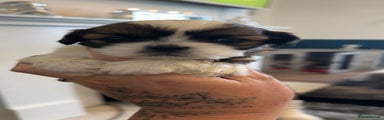 Shih Tzu Puppy 2