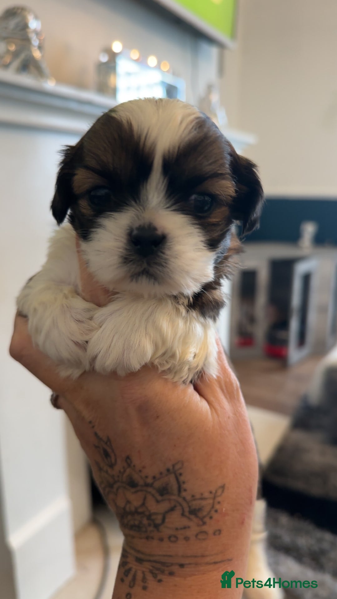 Shih Tzu dogs for sale: Stunning imperial shih tzu puppies  - Advert 33