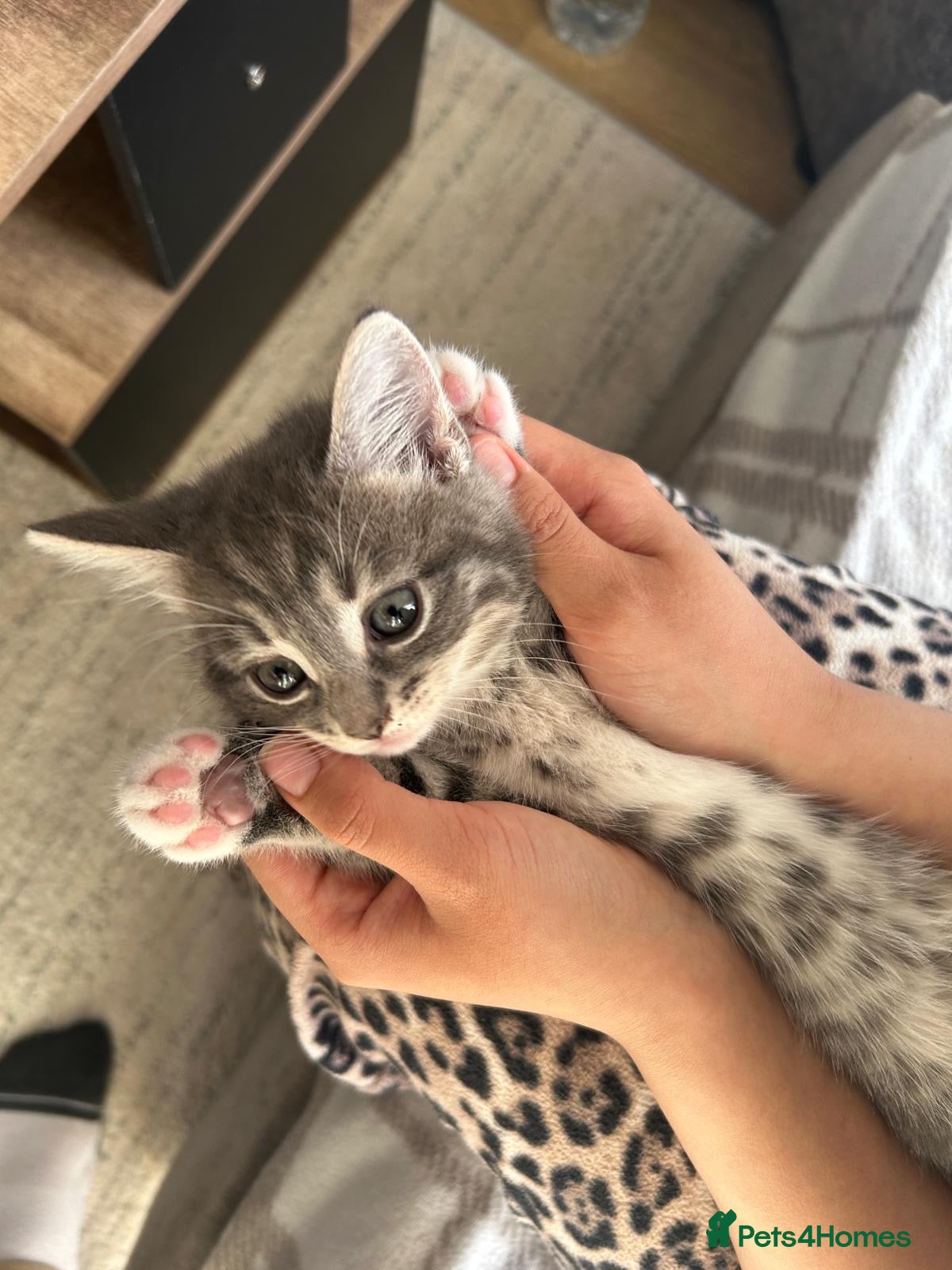 Mixed Breed cats Adorable female kitten ready to leave home  - Advert 7