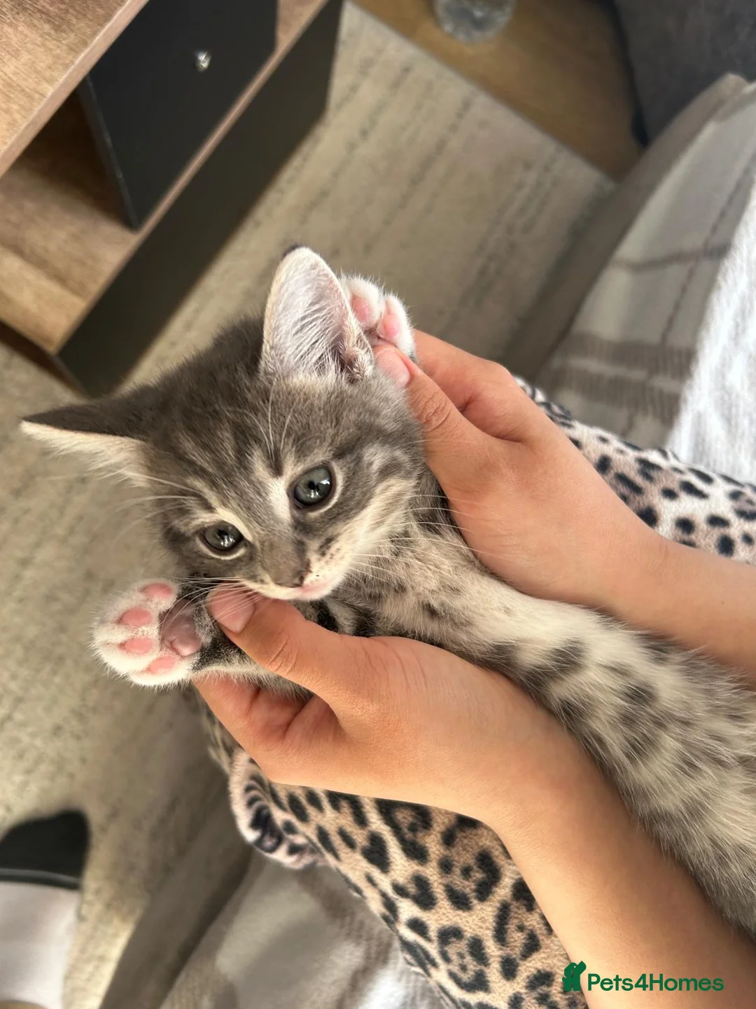 Mixed Breed cats for sale: Adorable female kitten ready to leave home  - Advert 1