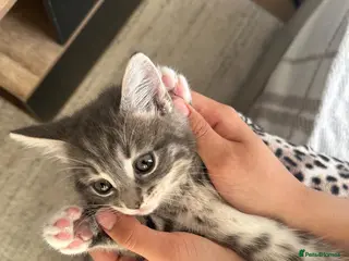 Mixed Breed cats Adorable female kitten ready to leave home - Advert 7