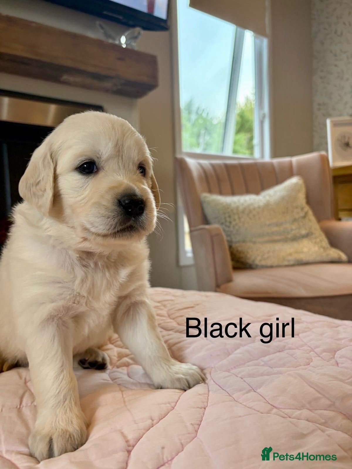 Golden Retriever dogs     Stunning KC Registered Golden Retriever Pups - Advert 1