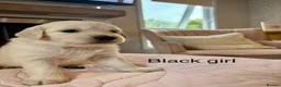Golden Retriever dogs for sale:     Stunning KC Registered Golden Retriever Pups - Advert 35