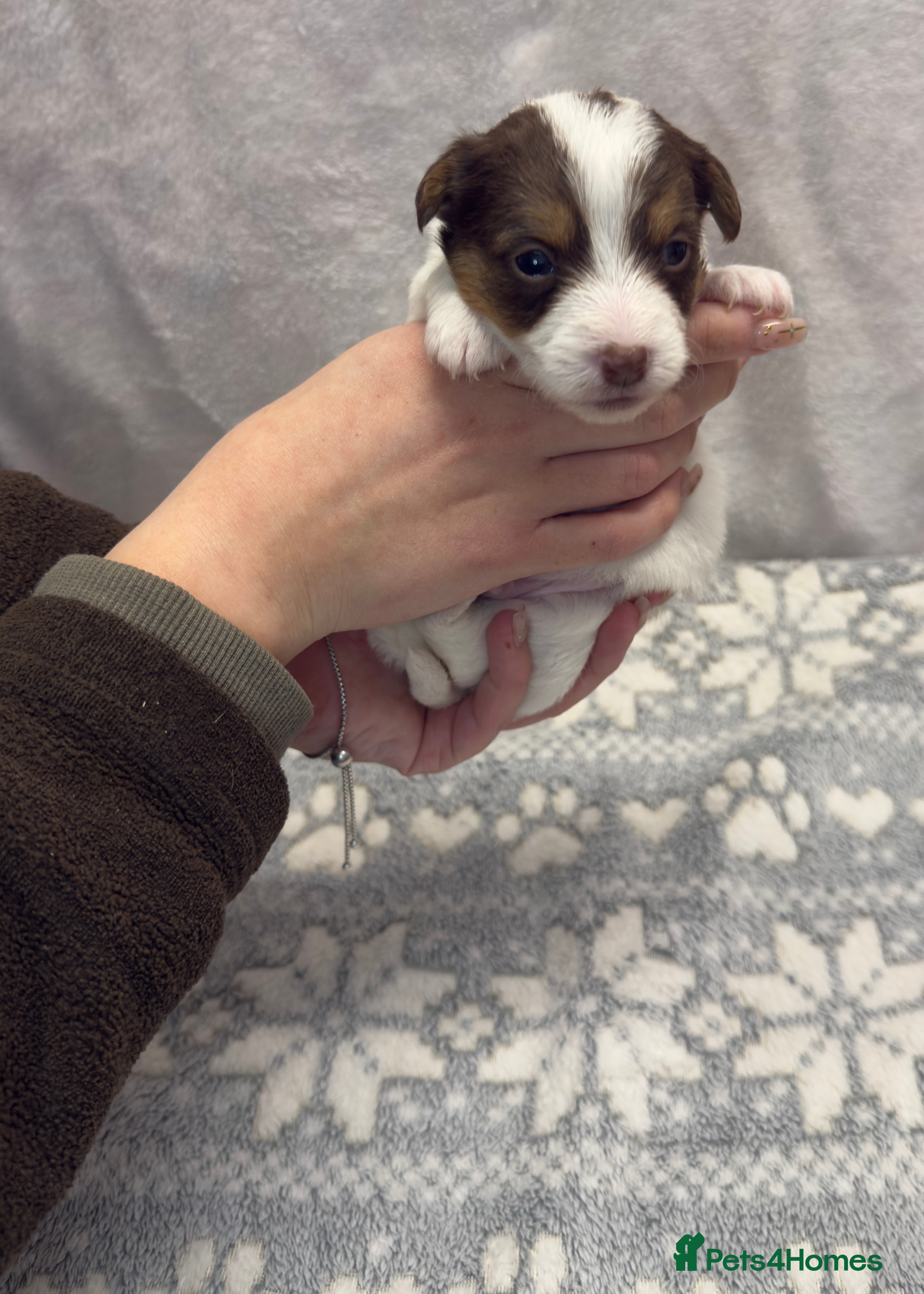 Jack Russell dogs Bred From Health Tested Parents - Advert 1