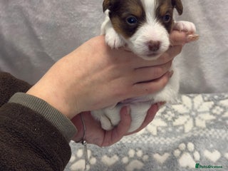 Jack Russell dogs Bred From Health Tested Parents - Advert 1