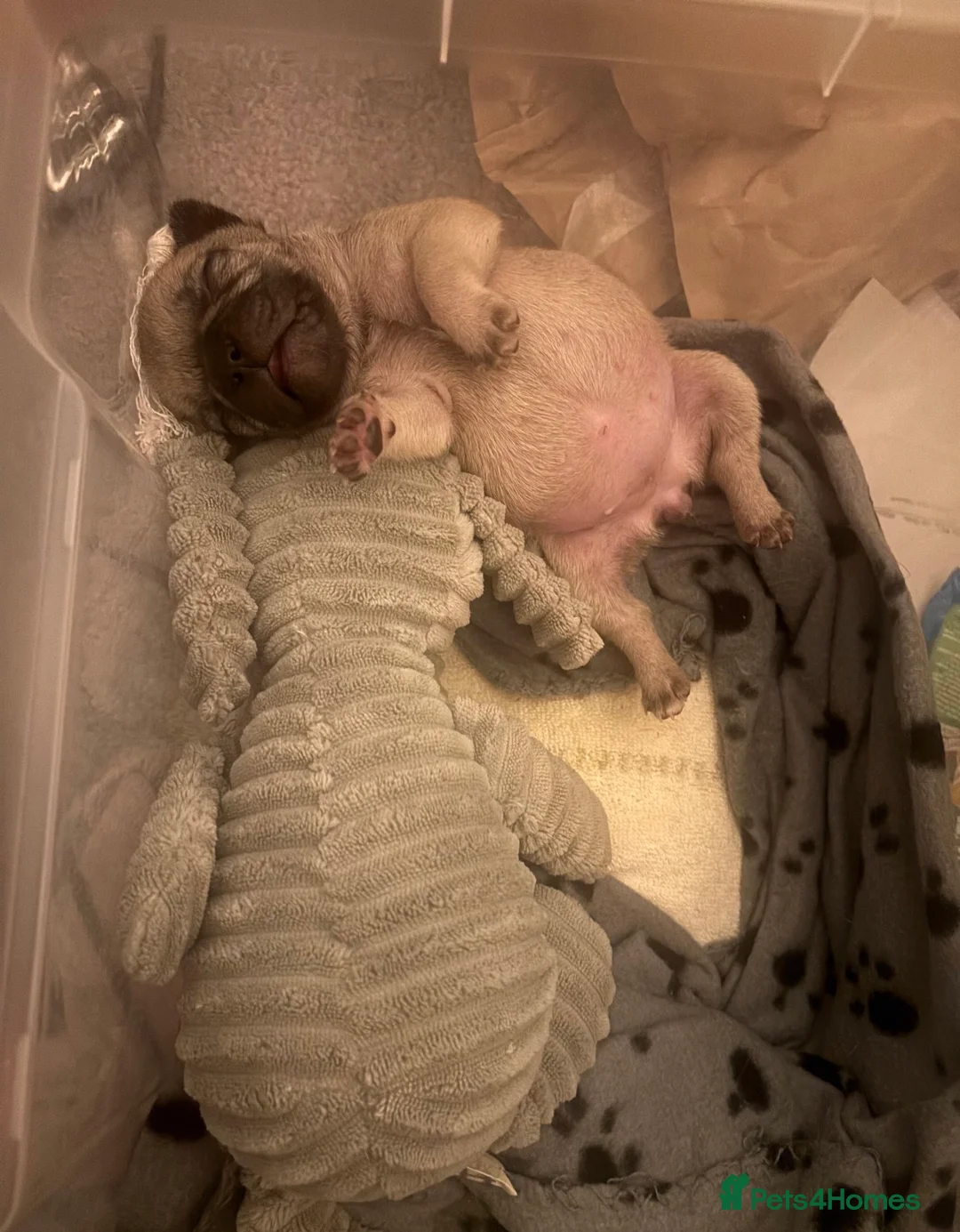 French Bulldog dogs for sale: 1 female French bull dog puppy  - Advert 1