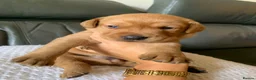 Labrador Retriever dogs for sale: WORKING KC REG FOX RED LABRADOR PUPPIES FOR SALE  - Advert 1