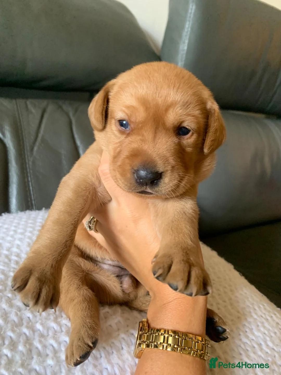 Labrador Retriever dogs for sale: WORKING KC REG FOX RED LABRADOR PUPPIES FOR SALE  - Advert 1