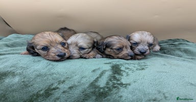 Miniature Dachshund dogs - Advert 5