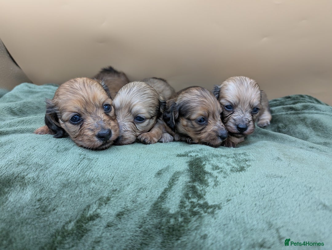 Miniature Dachshund dogs for sale: KC LONGHAIRED MINIATURE DACHSHUNDS  - Image 2