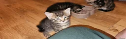 British Shorthair cats for sale: 5 male tabby kittens  - Advert 5