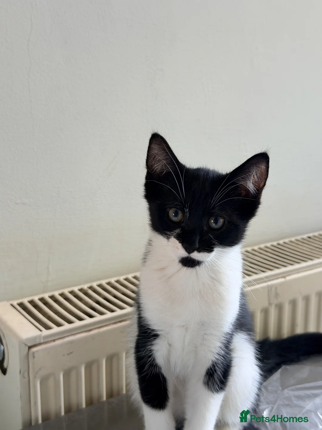 Mixed Breed cats for sale: Gorgeous half ragdoll boy - Advert 2