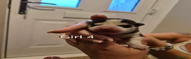 Siberian Husky 4