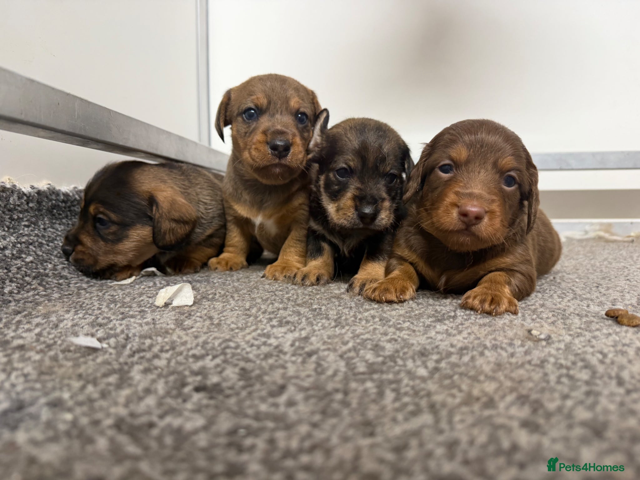 Mixed Breed dogs Miniature schnoxie/schnauzund puppy’s  - Advert 7
