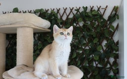 British Shorthair cats for sale: Ready CH Bloodlines BSH TICA registered kittens in Feltham - Image 10