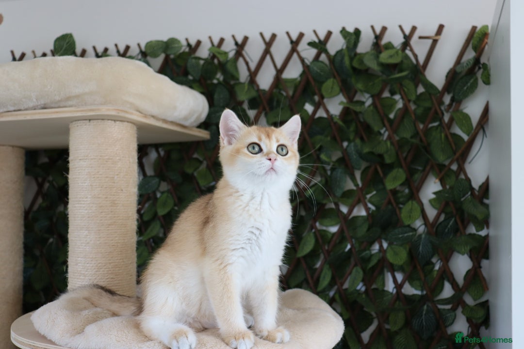 British Shorthair cats for sale: Ready CH Bloodlines BSH TICA registered kittens in Feltham - Image 10
