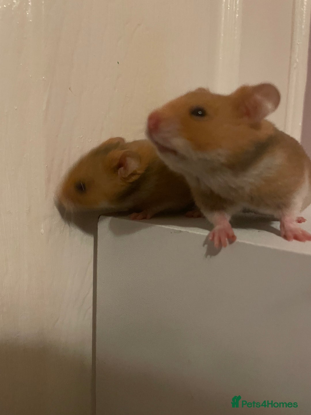 Hamster rodents for sale: Baby Syrian hamsters🐹  - Advert 2
