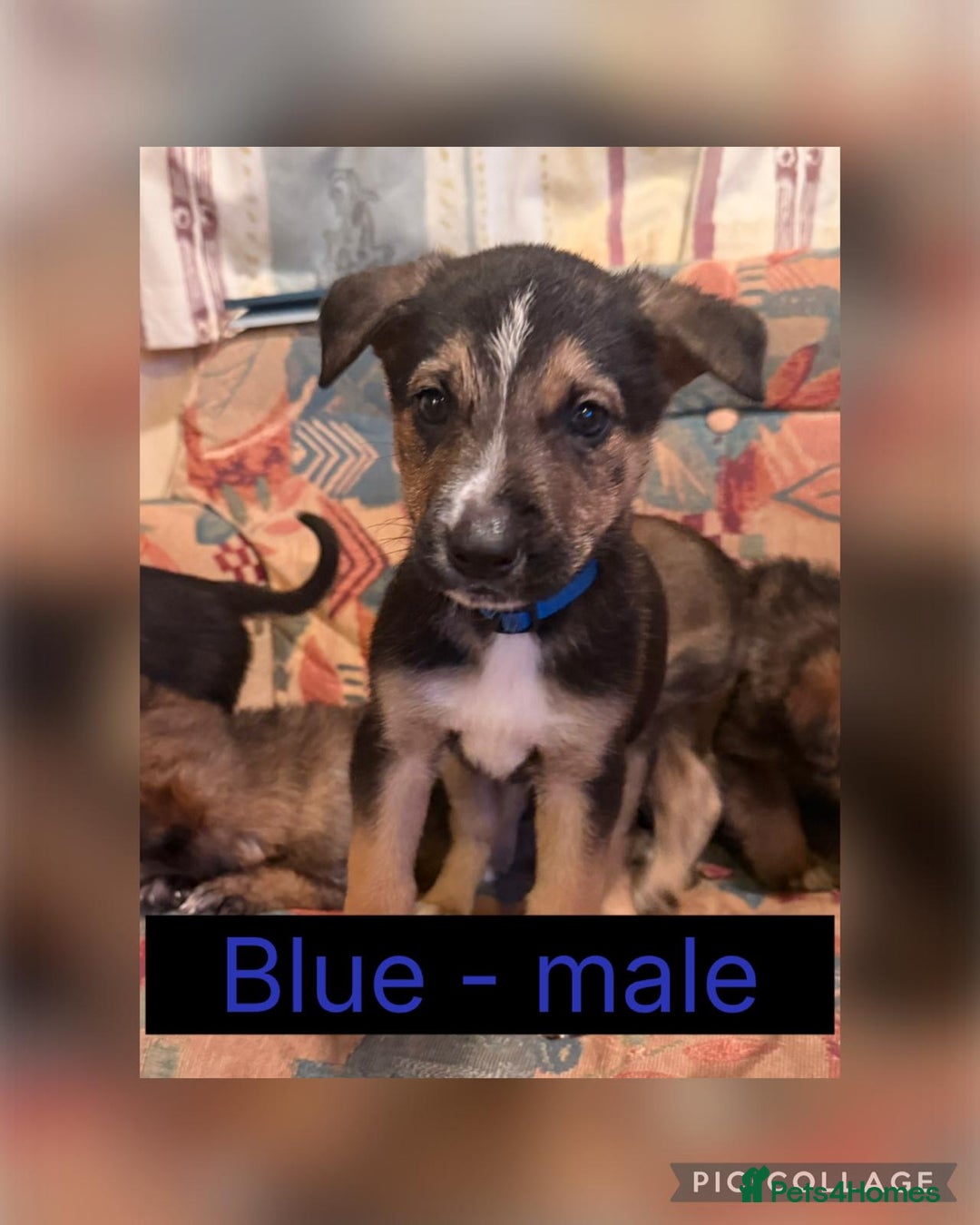 Mixed Breed dogs for sale: German shepherd X Border Collie  - Advert 4