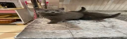 British Shorthair cats for sale: Beautiful British Blues  - Advert 8