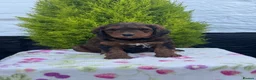 Bernedoodle dogs for sale: 2gorgeous medium size bernedoodle puppies  - Advert 14