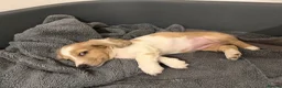 Miniature Dachshund dogs for sale: Isabella dapple Piebold  - Advert 4