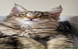 Maine Coon cats for sale: Pure Maine coon - Image 23