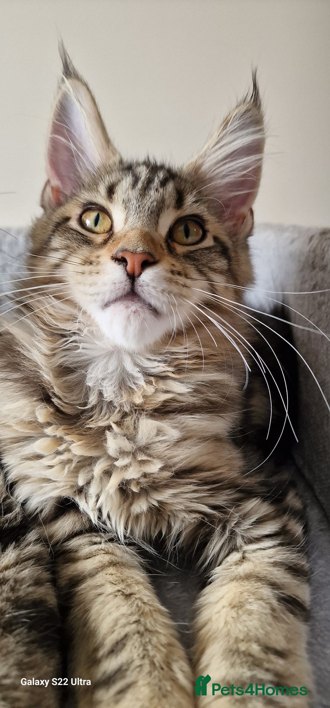 Maine Coon cats for sale: Pure Maine coon - Image 23
