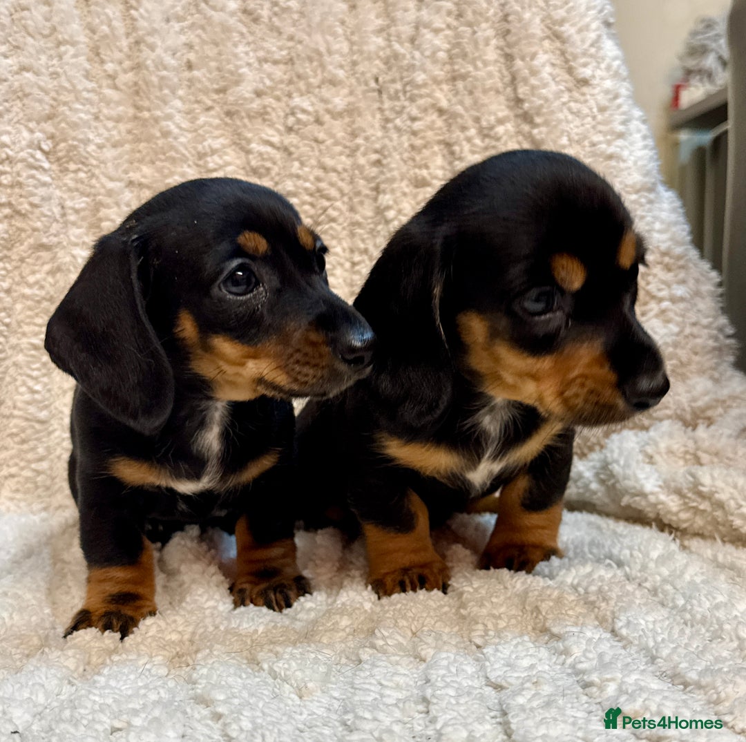 Miniature Dachshund dogs for sale: Mini dachshund puppies KC registered, DNA tested - Advert 6