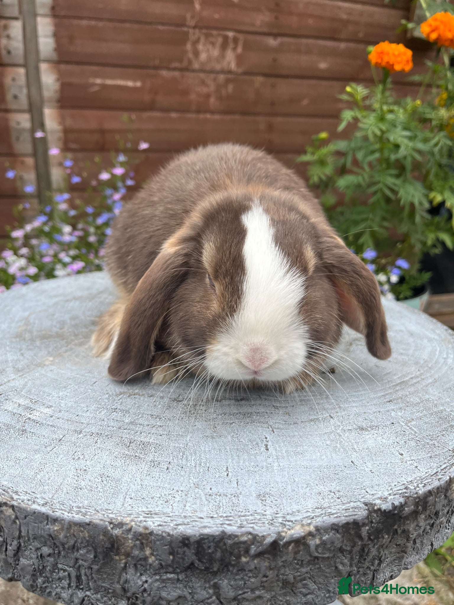 Mini Lop rabbits Gorgeous mini lop buck ready to go now   - Advert 16