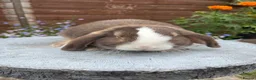 Mini Lop rabbits for sale: Gorgeous mini lop buck ready to go now   - Advert 7
