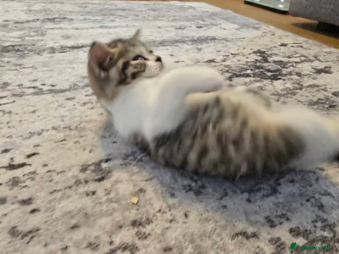 British Shorthair cats for sale: ASH-Male British Shorthair - Advert 8