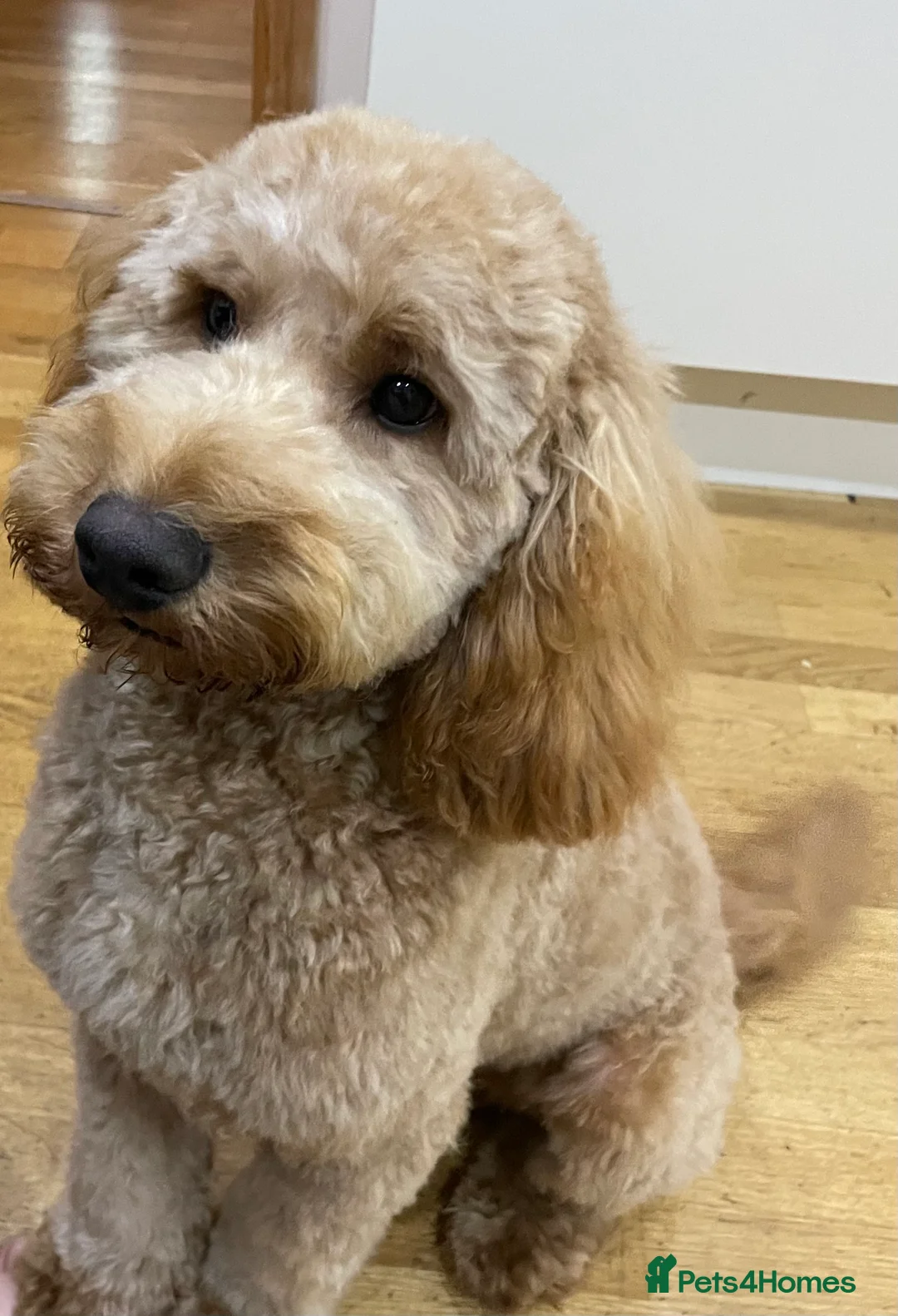 Cockapoo dogs for sale: Rehoming Cockapoo Puppy in Glasgow - Advert 2