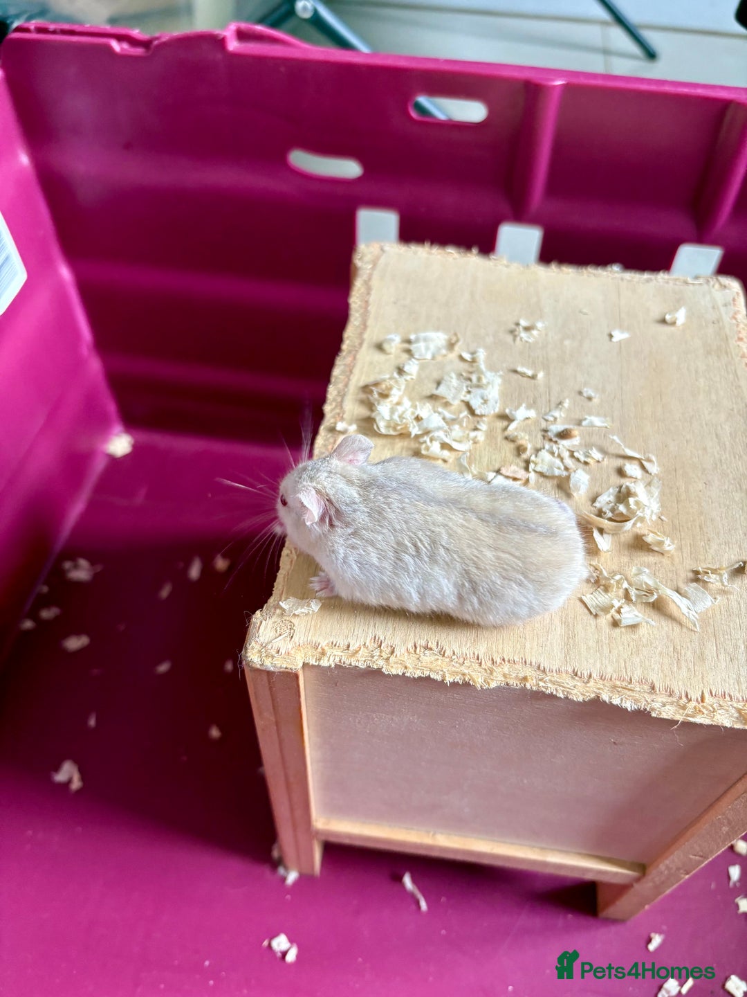 Hamster rodents for sale: Female winter white dwarf hamsters - Image 6