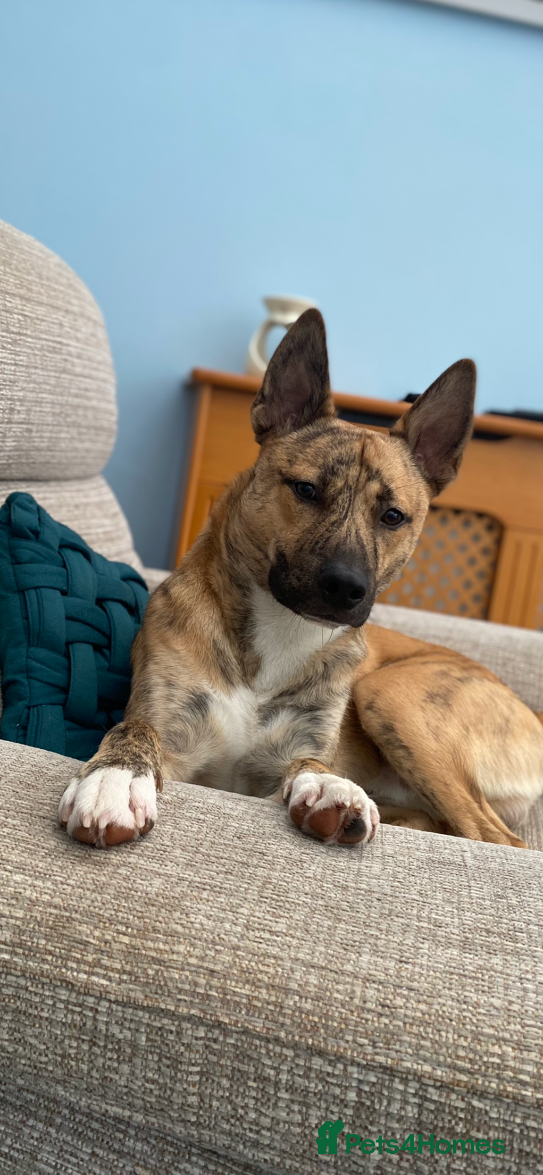 Mixed Breed dogs for sale: Husky x staff - Image 4
