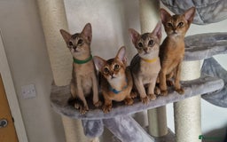 Abyssinian cats for sale: Pure Abyssinian kittens ❤️Ready to go 😍  - Image 27