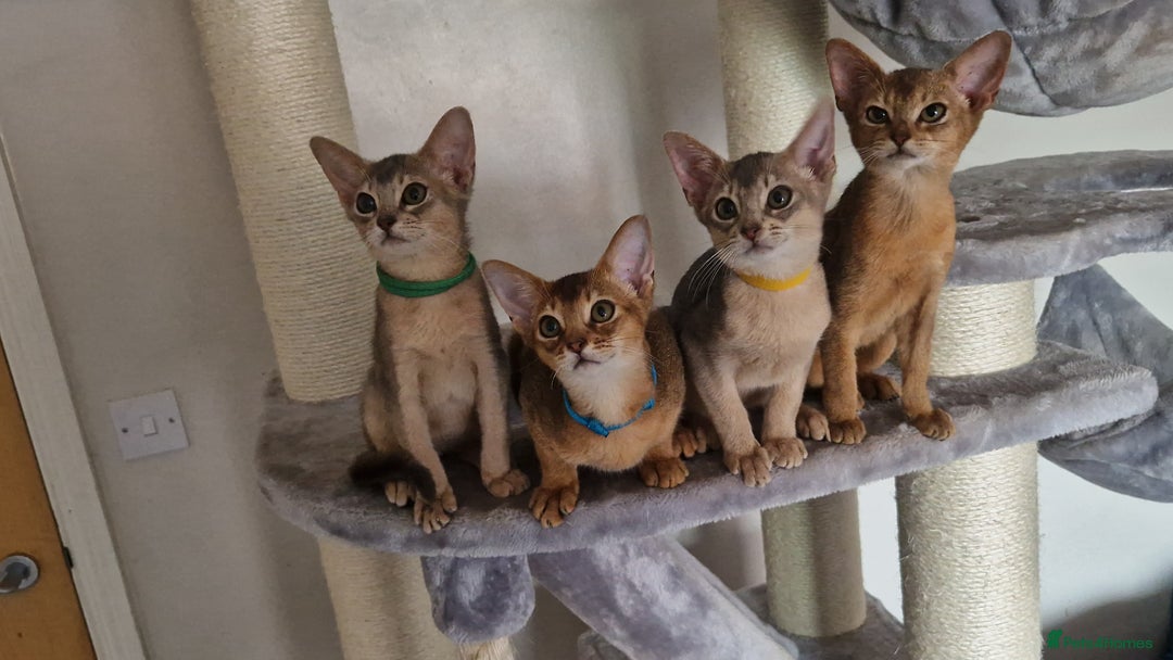 Abyssinian cats for sale: Pure Abyssinian kittens ❤️Ready to go 😍  - Image 27