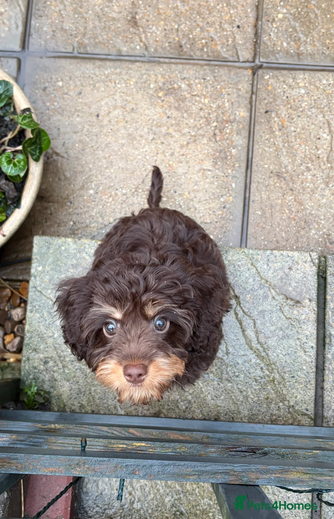 Cavapoo dogs for sale: LAST FEMALE - F1 Cavapoo - Parents DNA Tested  - Advert 2