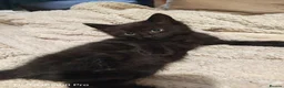 Mixed Breed cats for sale: Beautiful kittens - Advert 9