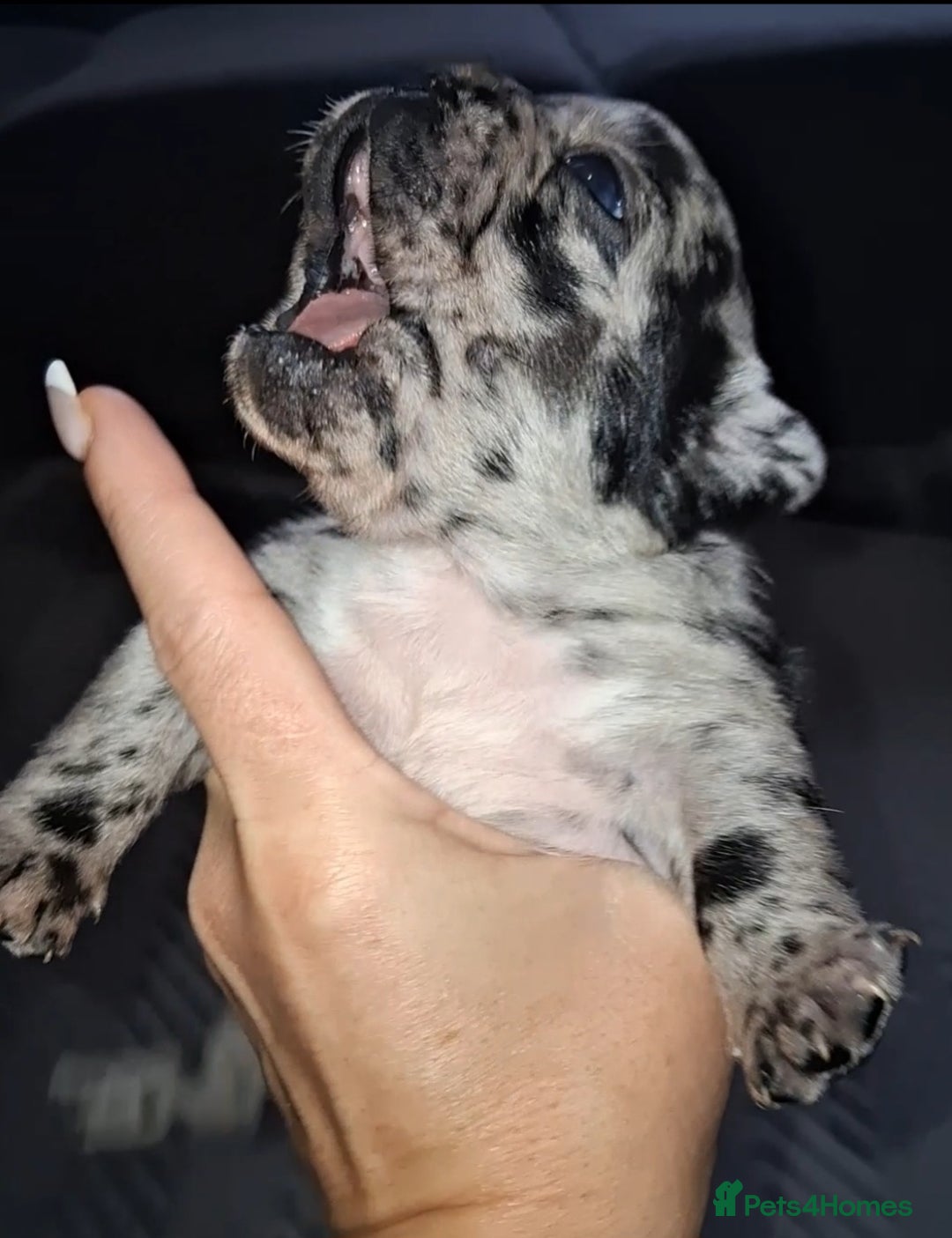 French Bulldog dogs for sale: 8 stunning french bulldogs - Advert 3