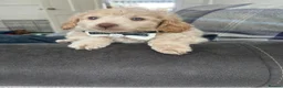 Cockapoo dogs for sale: Cockapoo puppies for Sale - Advert 11